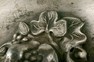 Самовар-ваза с цветочным бордюром